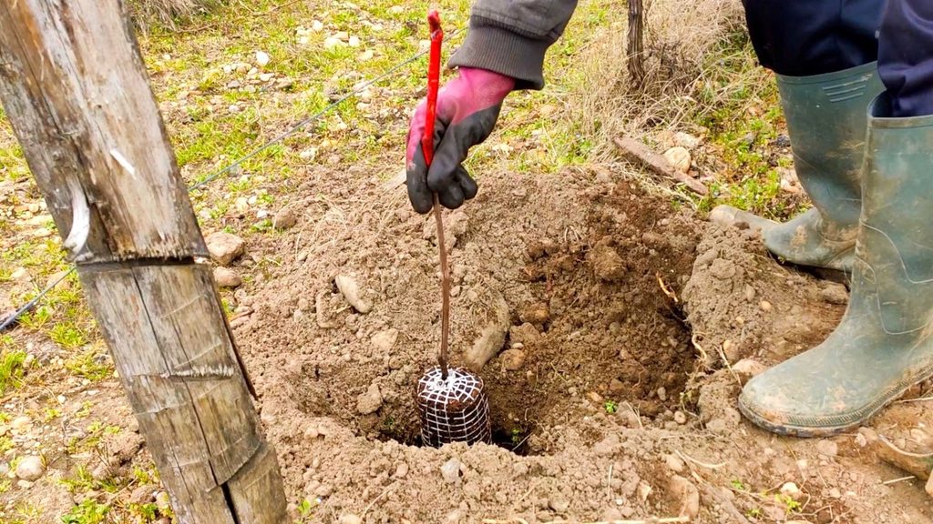 complantation chateau de portets