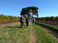 Vineyard hike