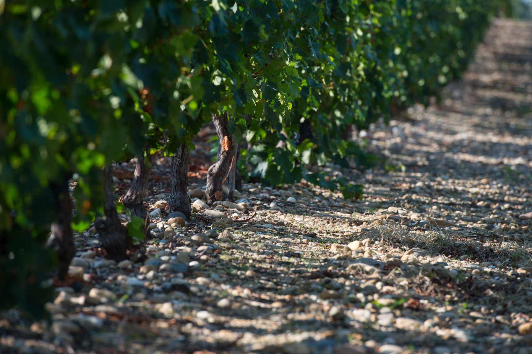 Vignoble takes over Château de Portets