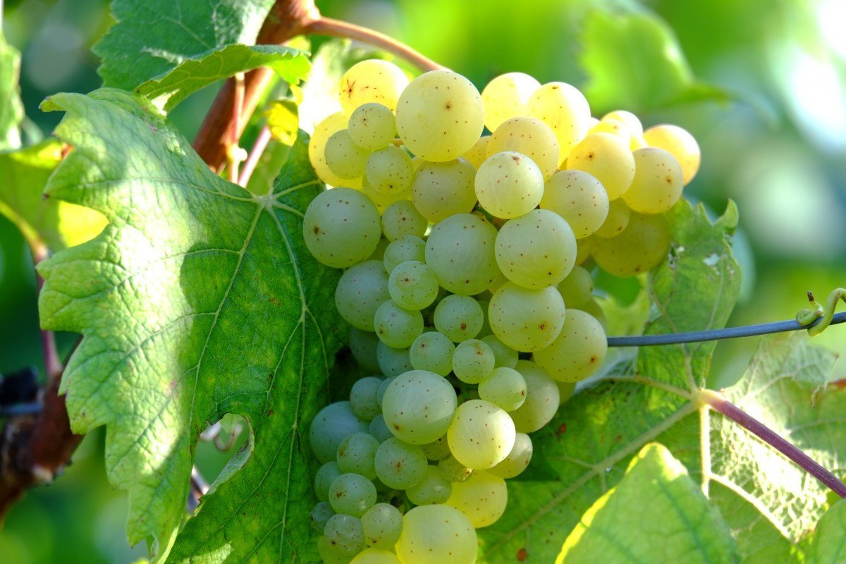 grave white portlets in vineyards